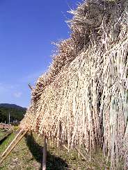 稲刈り後、竹で組んだハザに稲を干します