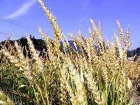 収穫前の小麦