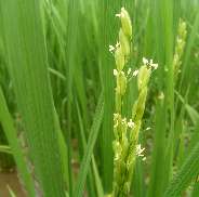 出穂した稲は小さな花を咲かせます